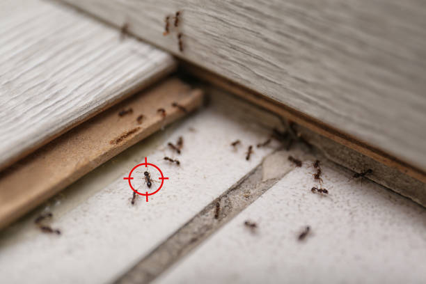 Spider Control Near Me in Fort Bliss, TX