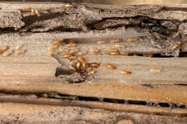 Best Pest Control Near Me  in Fort Bliss, TX